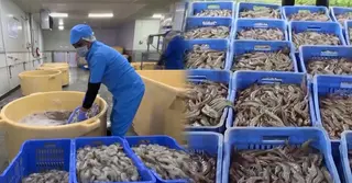 যুক্তরাষ্ট্রের ৫০ শতাংশ শুল্কারোপে ঝুঁকিতে অন্ধ্রপ্রদেশের চিংড়ি শিল্প